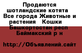 Продаются шотландские котята - Все города Животные и растения » Кошки   . Башкортостан респ.,Баймакский р-н